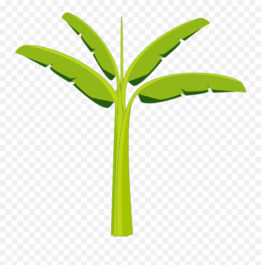 Banana Clipart Png - Banana Tree Banana Tree Plant Png Emoji,Banana Clipart