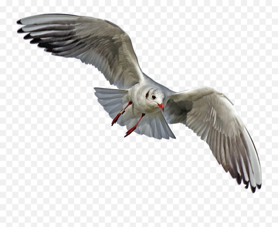 Free Photo Seevogel Bird Seagull Flying - Real Bird Flying Png Emoji,Birds Flying Png