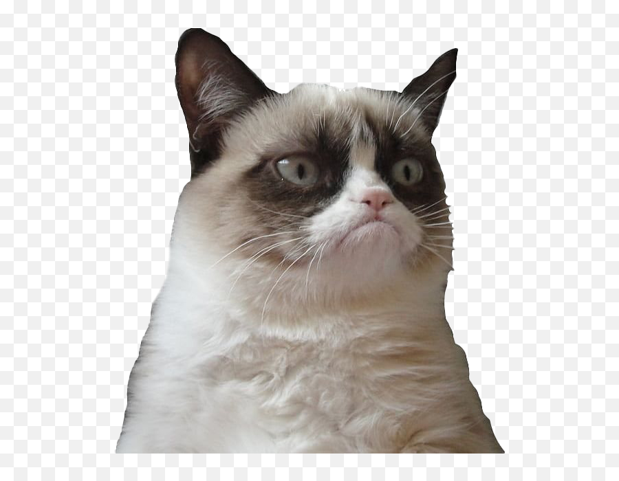 Grumpy Cat Face Png Picture - Grumpy Cat White Background Emoji,Cat Face Png