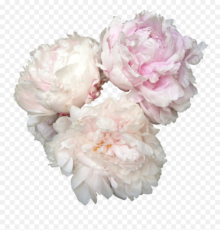 Flowers Blush Pink Wedding Flowers - Event Planning Wedding Event Logo Emoji,Blush Transparent