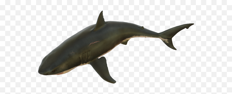 15 Shark Transparent Images Shark Transparent Background - Pez De Mar Png Emoji,Shark Transparent Background
