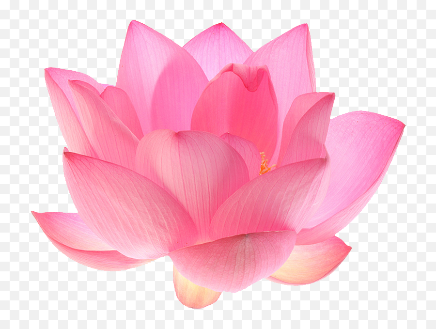 Lotus Flower Transparent Background Png - Fleur De Lotus Png Emoji,Lotus Flower Transparent Background