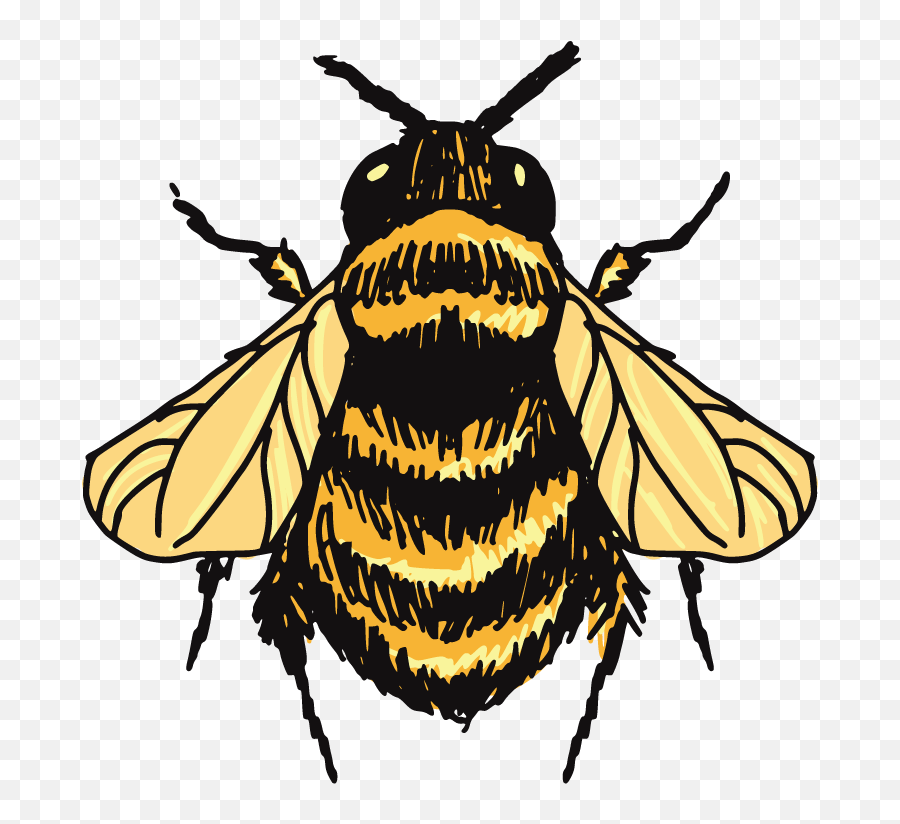 Bumblebee Png And Vectors For Free Download - Dlpngcom Bumble Bee Drawing Transparent Emoji,Bumblebee Clipart