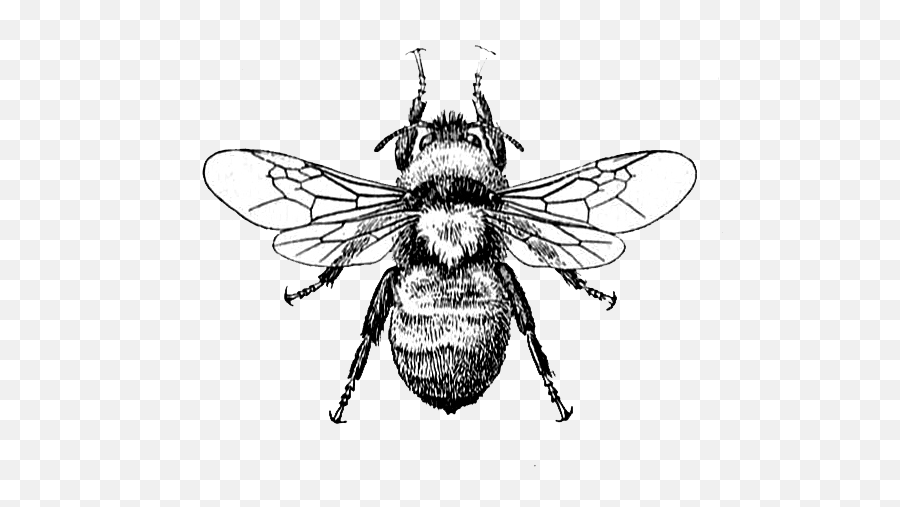 Bee Clipart Vintage Bee Vintage Transparent Free For - Copyright Free Bee Emoji,Bee Clipart Black And White