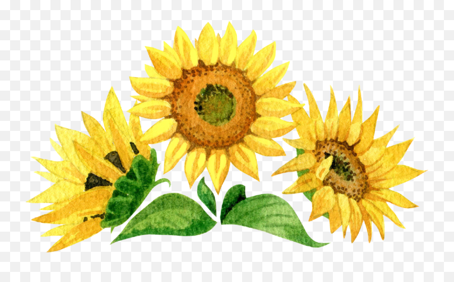 Sunflower Seeds U2013 88 Acres - Sunflower Seed Ukraine Emoji,Transparent Sunflowers