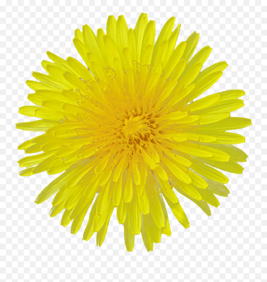 Dandelion Transparent Background Flower Free Png Images - Dandelion Transparent Background Emoji,Flower Transparent