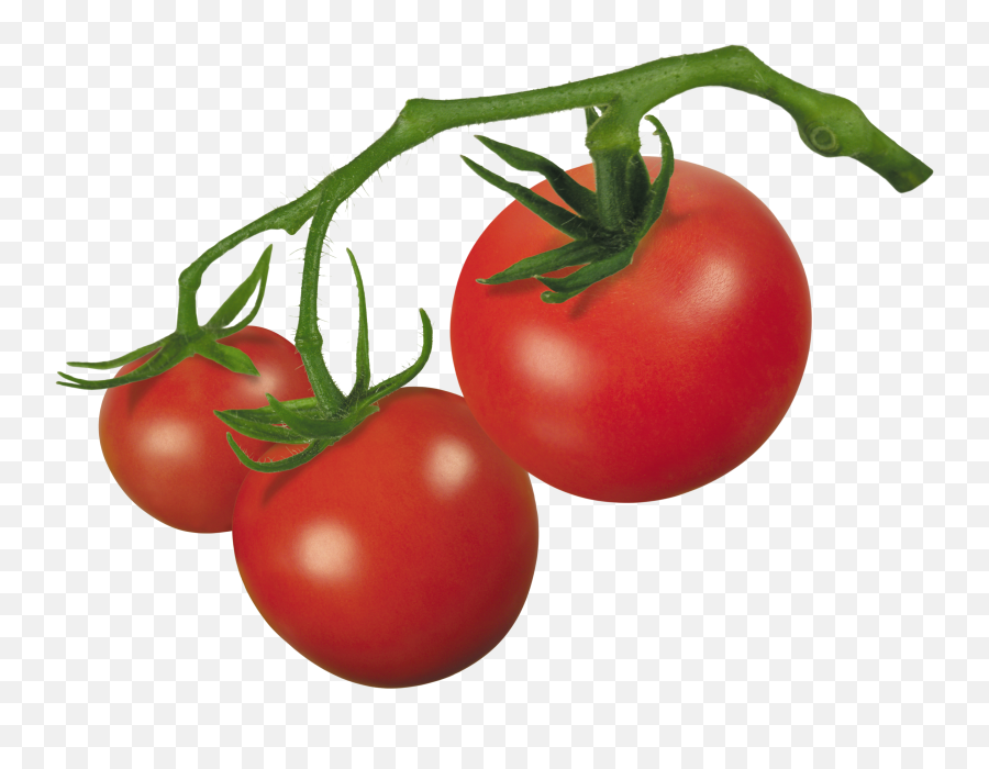 Download Vector Royalty Free Library Crude Drawing Tomatoes - Tomatoes On A Vine Png Emoji,Vine Clipart