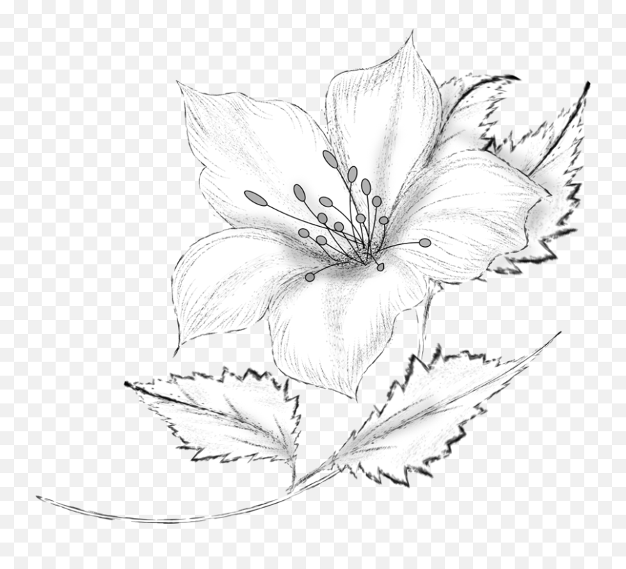 Pencil Flower Drawing Png Image With No - Pencil Flower Sketch Png Emoji,Flower Drawing Png