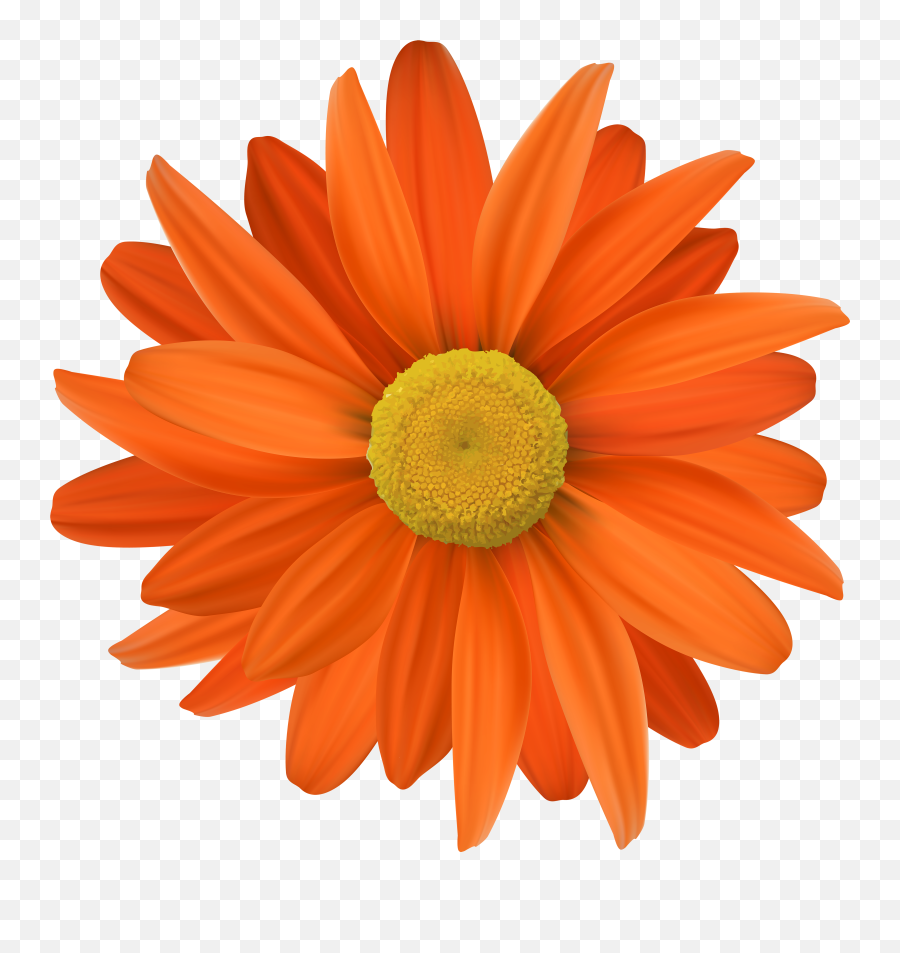 Orange Flowers - Clipart Orange Flower Transparent Background Emoji,Flowers Png