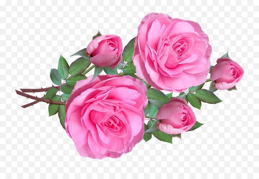 Blossom Pink Rose Flower Bunch Transparent Background Png Mart Emoji,Pink Flower Transparent Background