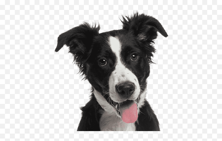 Download Cat Dog - Border Collie Png Image With No Emoji,Border Collie Png