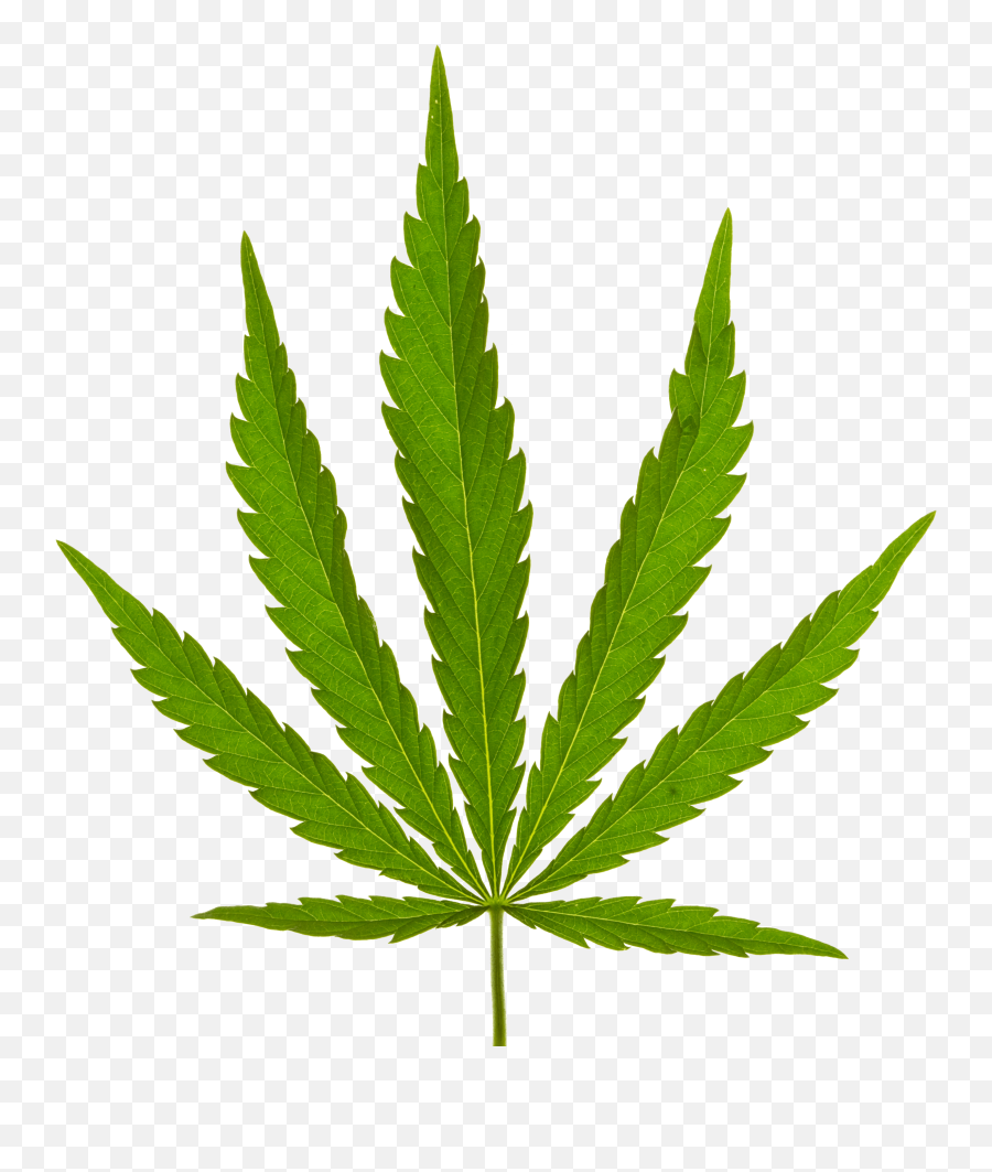 Michigan Cbd U0026 Hemp Buyer Supplier Crop Processing Ag - Black Weed Leaf Vector Emoji,Marijuana Leaf Png