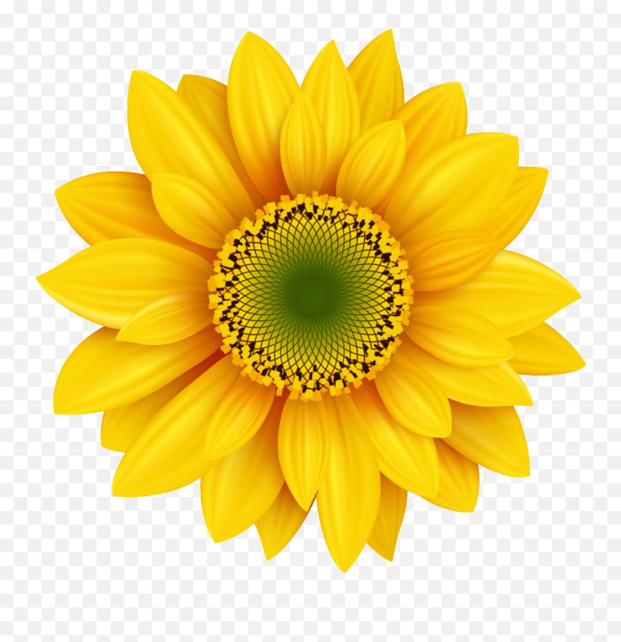 Royalty - Free Photography Icon Clear Sunflowers Png Sunflower Facebook Profile Emoji,Sunflowers Png