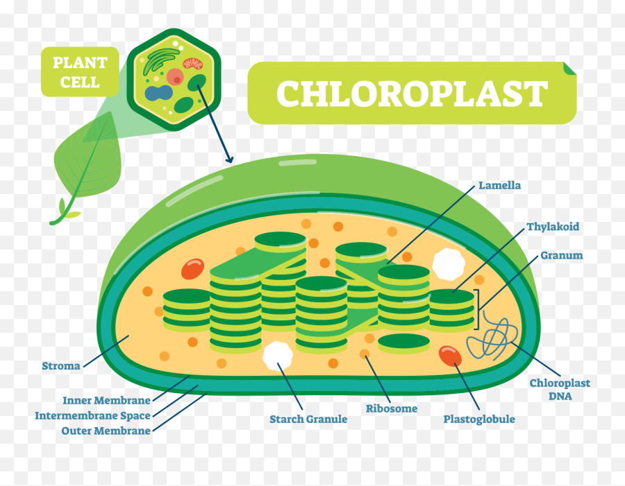 Chloroplast In A Plant Cell Png Image - Chloroplast Cross Section Diagram Emoji,Cell Png