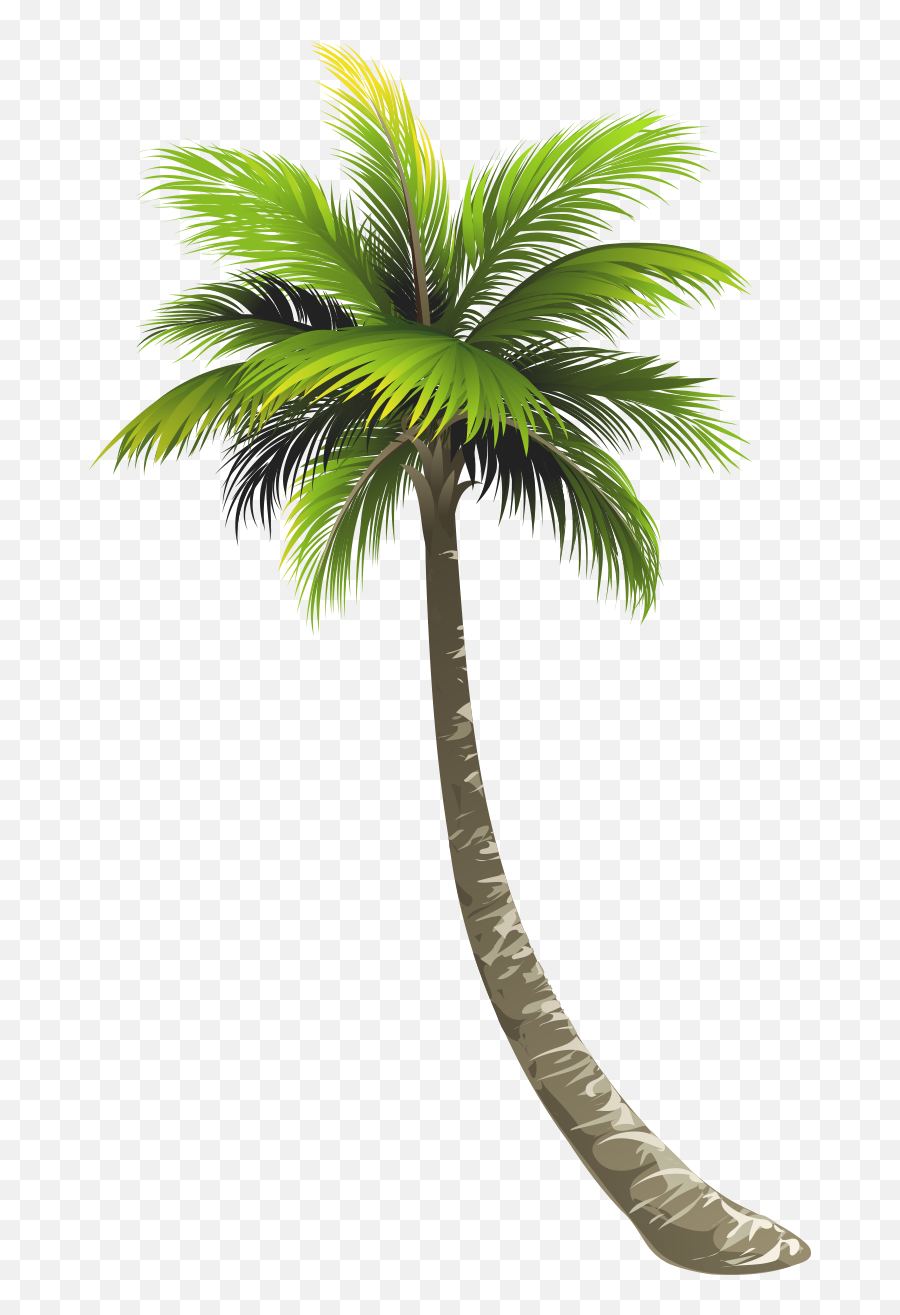 Vector Coconut Tree Png - Vector Coconut Tree Png Emoji,Tree Png