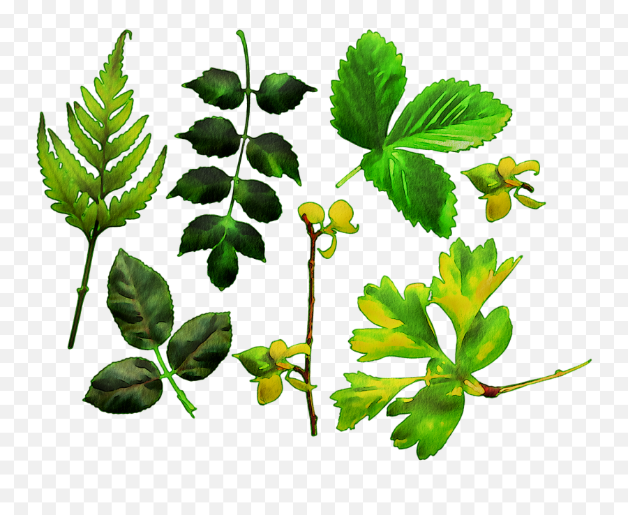 Watercolor Leaves Green Leaf - Fines Herbes Emoji,Watercolor Leaves Png