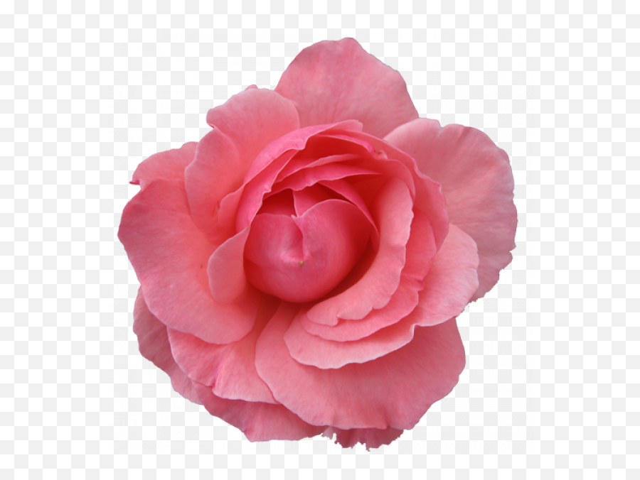 Png Images Vector Psd Clipart Templates - Flower Pink Transparent Background Emoji,Flowers Transparent Background