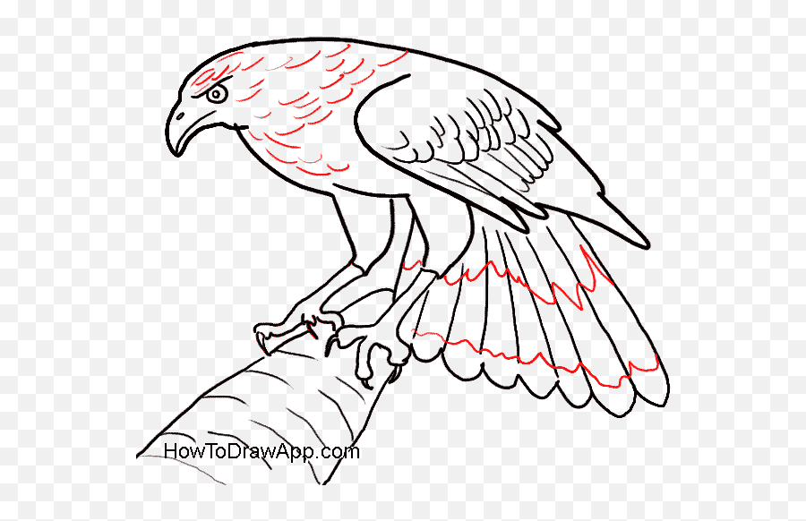 Eagle Feathers Drawing At Getdrawings Com Free For - Draw A Drawing Feathers On A Bird Simple Emoji,Eagle Clipart Free