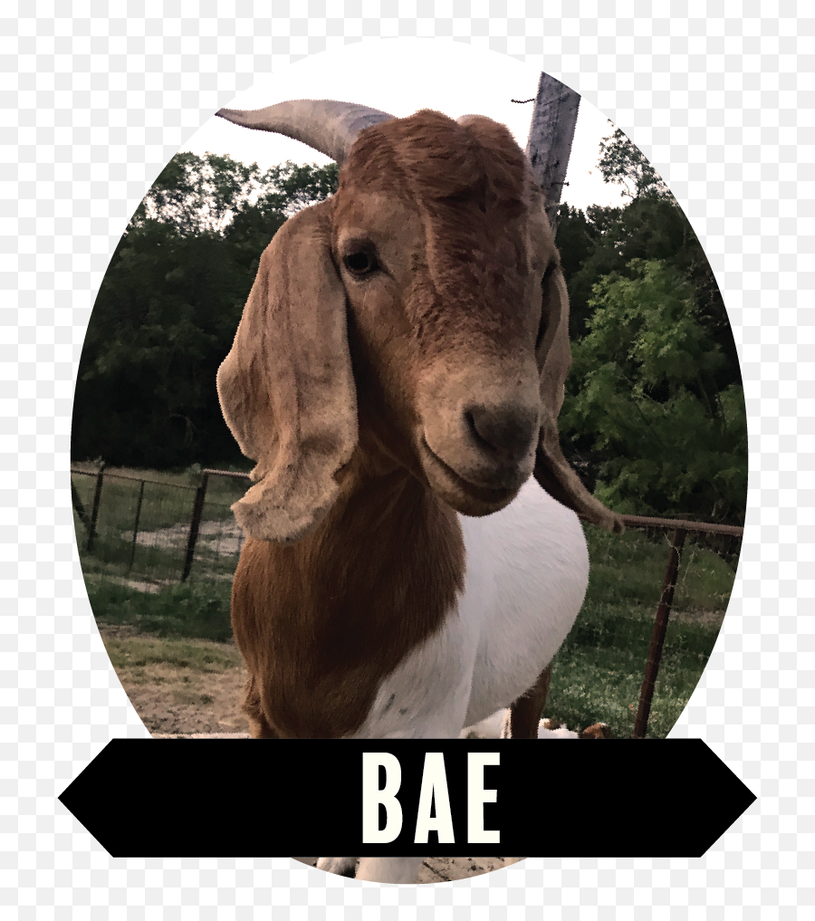 Download Hd Bae - 01 Goat Transparent Png Image Nicepngcom Emoji,Goat Horns Png