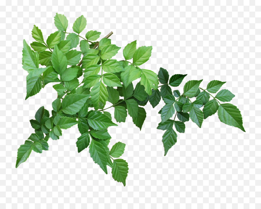 Leaves Branch Garden - Free Photo On Pixabay Emoji,Ramas Png