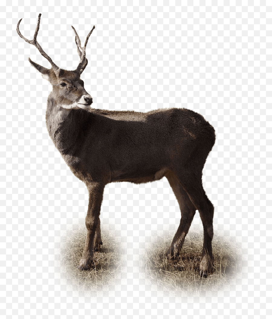 Deer Transparent Png - Stickpng Emoji,Deer Transparent
