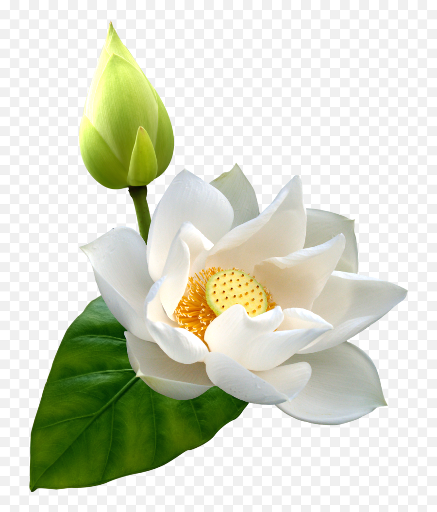 White Lotus Flower - Png Emoji,Lotus Flower Png
