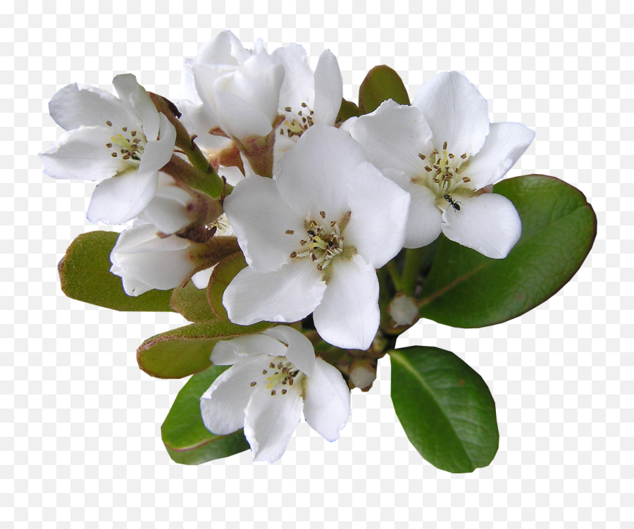White Flower Indian Hawthorn - Free Photo On Pixabay White Hawthorne Flower Png Emoji,White Flower Png