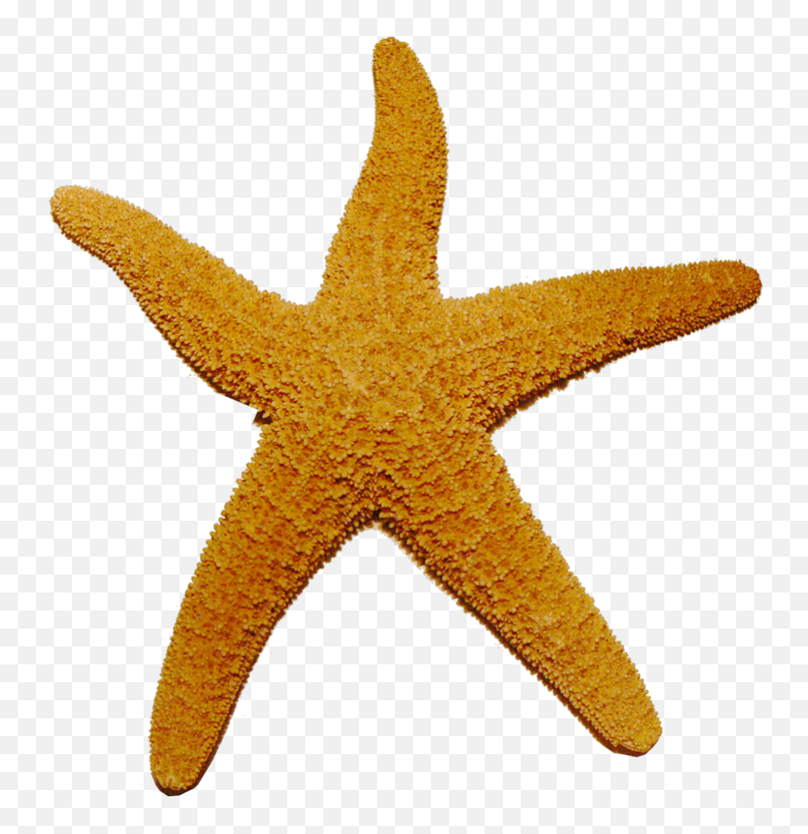 Starfish Clipart Object Starfish Object Transparent Free - Transparent Star Fish Png Emoji,Starfish Clipart