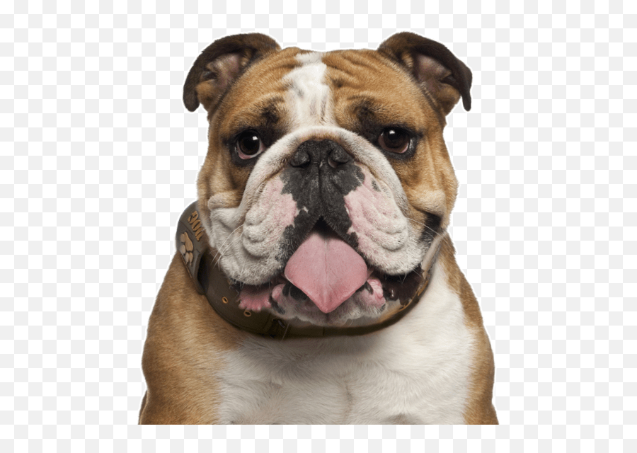 Bulldog Png Photos Png Mart - Bulldog Png Transparent Emoji,Bulldog Png