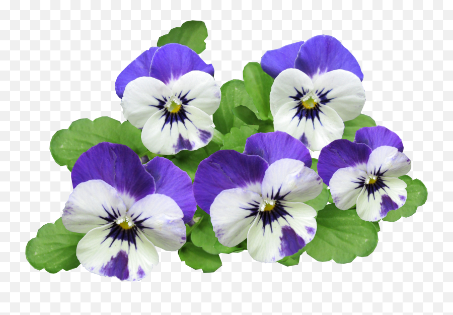 Png Image For Free - Flor Amor Perfeito Png Emoji,Flowers Png