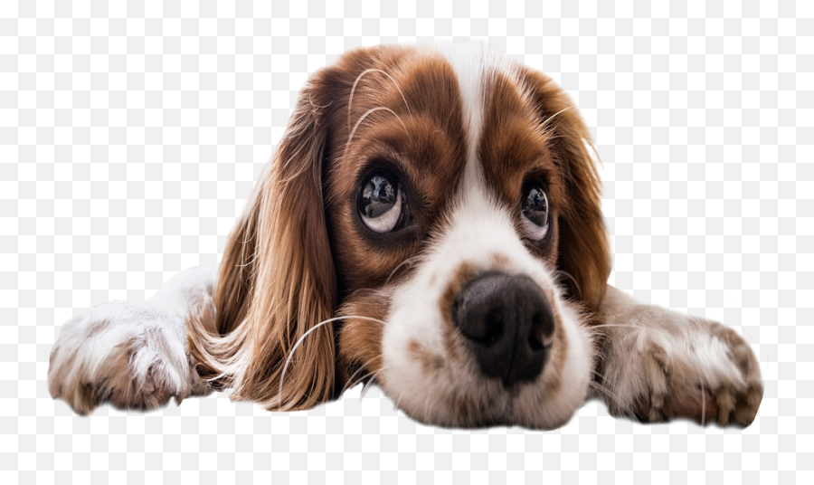 Sad Puppy Eyes Transparent Background - Transparent Background Dogs Transparent Emoji,Eyes Transparent