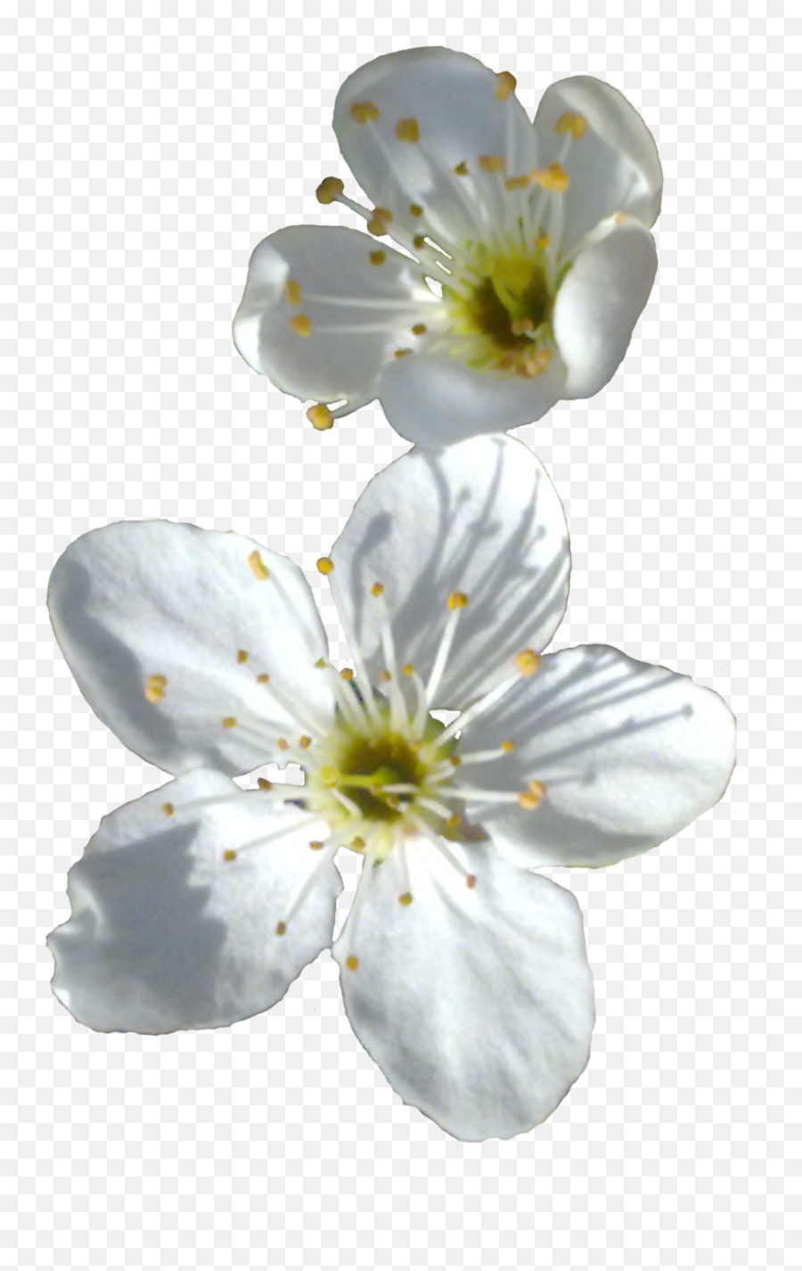 Download Spring Flower Png Transparent Image - Little White White Flowers Transparency Png Emoji,White Flower Png