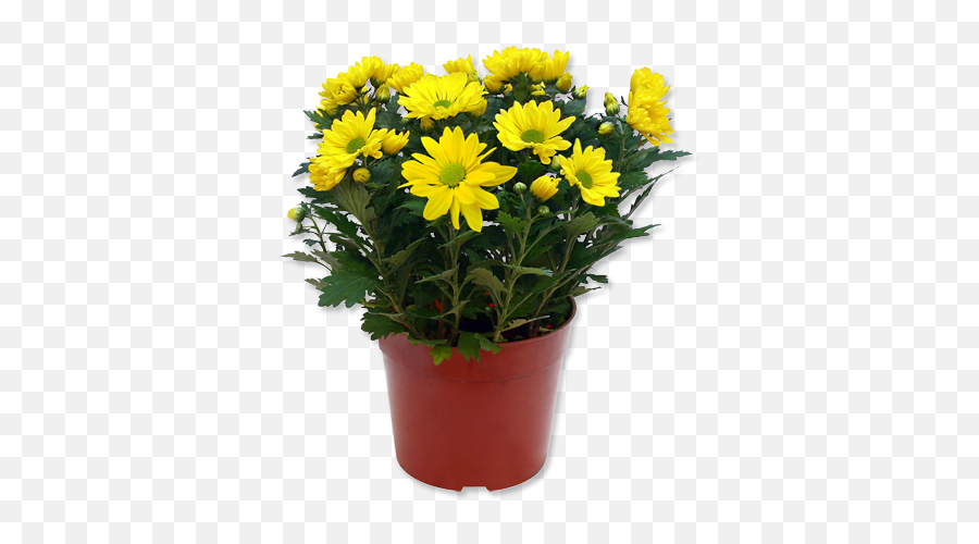 Download Hd Outdoor Potted Plants Png - Yellow Flower Pot Flower Plant Pot Png Emoji,Potted Plant Png