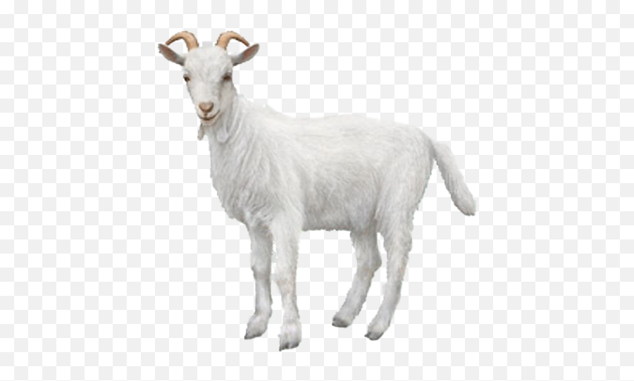 White Goat Transparent Background - Goat Transparent Emoji,White Transparent Background
