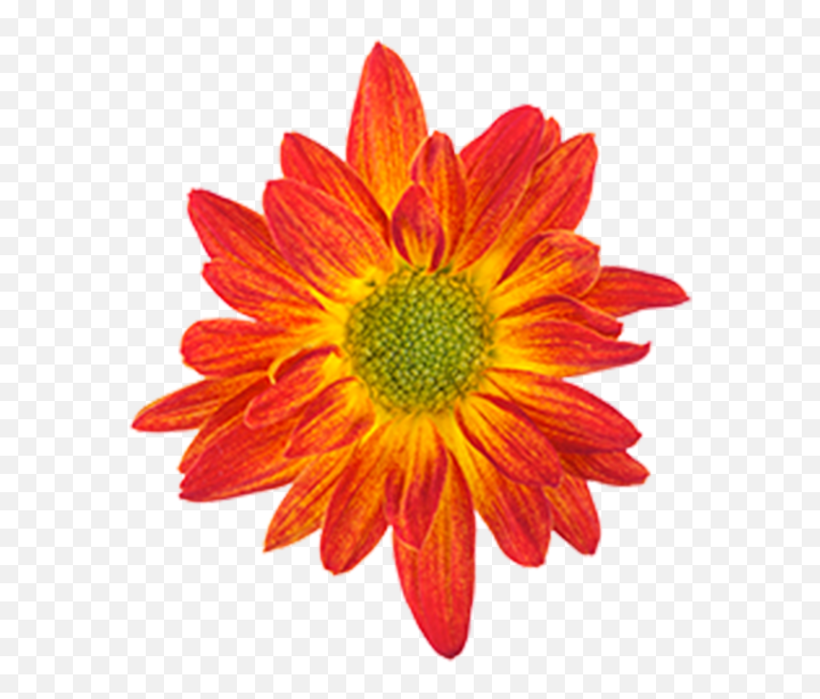 Orange Flower Drawing - Drawing Red And Yellow Emoji,Flower Drawing Png