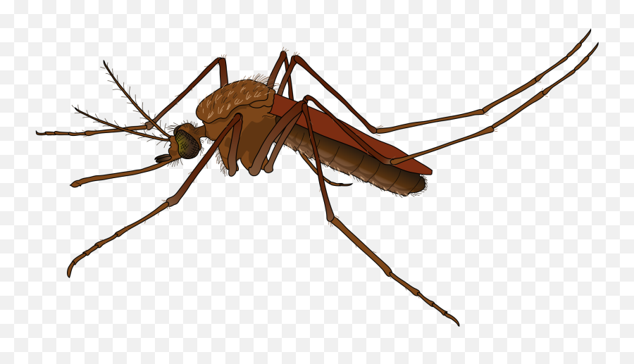 Download Fly Clipa - Mosquito Png Emoji,Fly Clipart