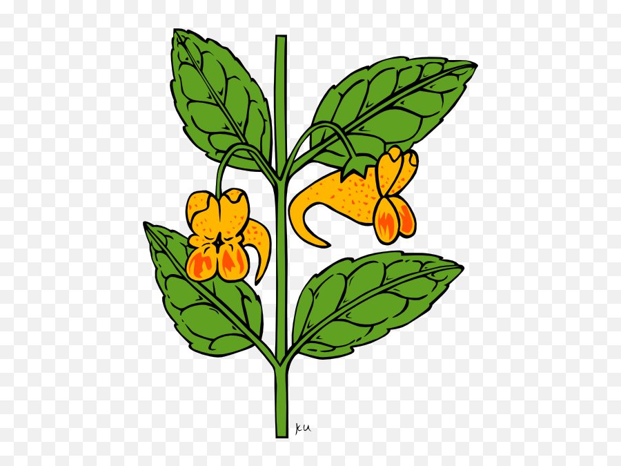 Download How To Set Use Wild Orange Flower Clipart Png Image Emoji,Wild Flower Clipart
