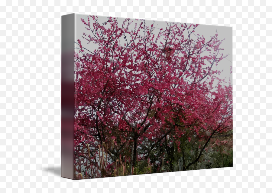 Cherry Blossom Tree By Lanjee Chee Emoji,Cherry Blossom Tree Png
