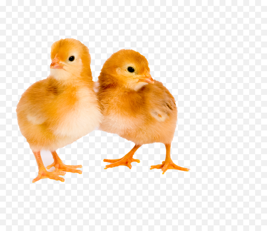 Fall Chicks Schedule 2021 New Braunfels Feed U0026 Supply Emoji,Baby Chick Png