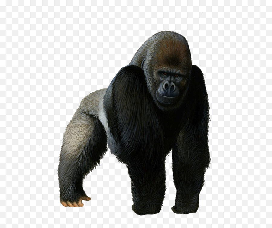 Gorilla Png Clipart - Transparent Background Gorilla Png Emoji,Gorilla Png
