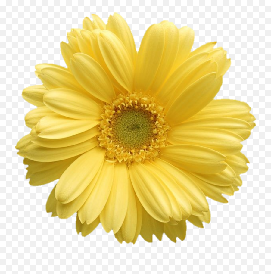 Daisy Clipart - Stiker Dinding Warna Kuning Emoji,Daisy Clipart
