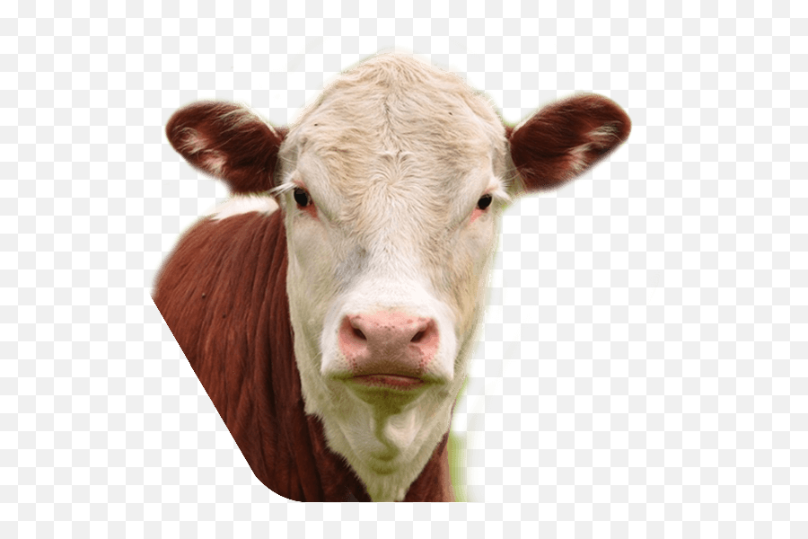 Cow Face - Holliston Cow Png Download Original Size Png Cow Face Png Emoji,Cow Png