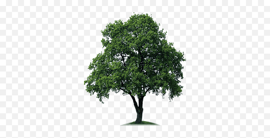 Tree Png Images - Tree White Background Emoji,Tree Png