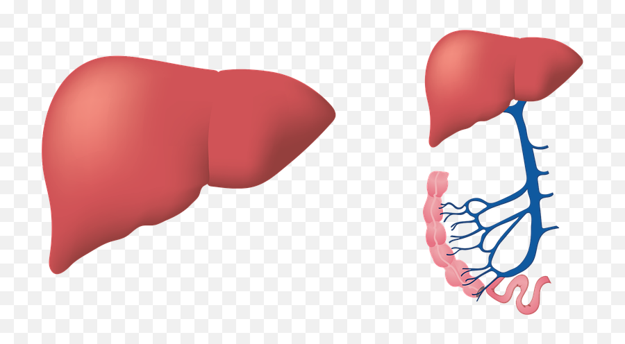 Free Liver Anatomy Illustrations - Fegato Png Emoji,Liver Png