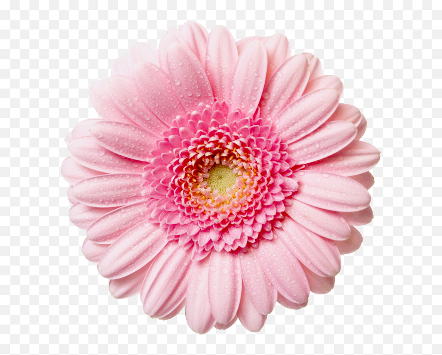 Flower Png - Pink Real Flower Png Emoji,Flowers Png