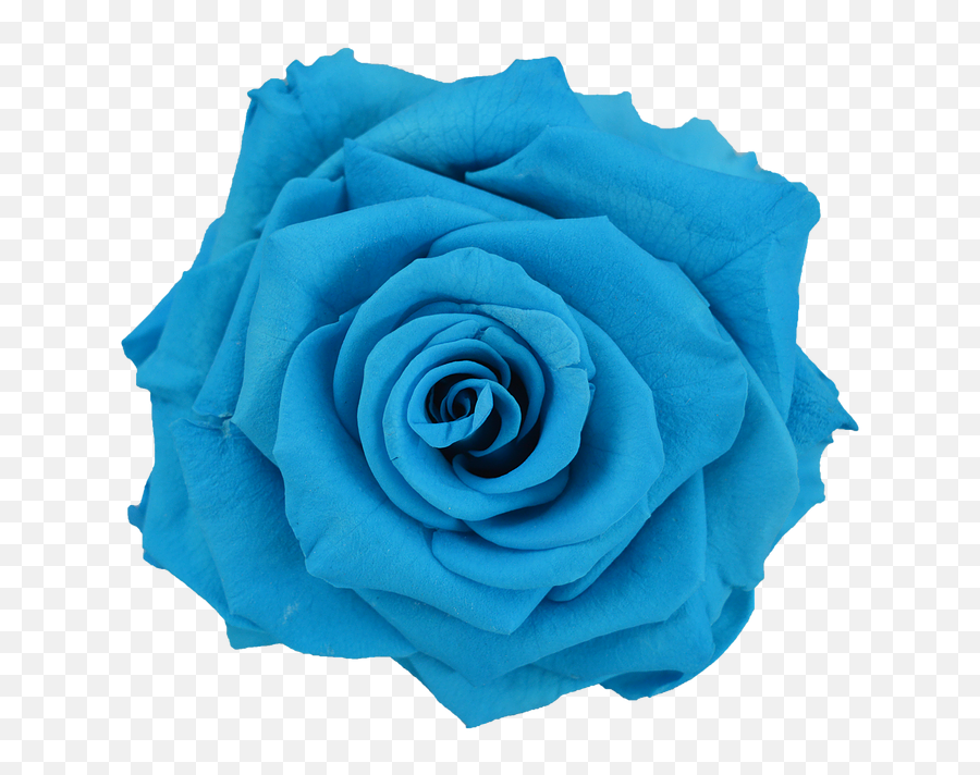 Infinity Of The Rose Blue Rose Transmission U2014 Sarah Nicole Emoji,Blue Flowers Png