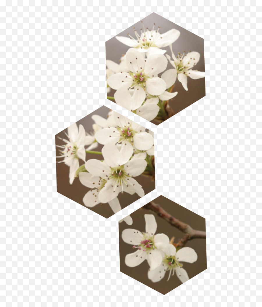Dogwood Tree Png - Pear Blossom Flower Transparent Cartoon Emoji,Dogwood Flower Clipart