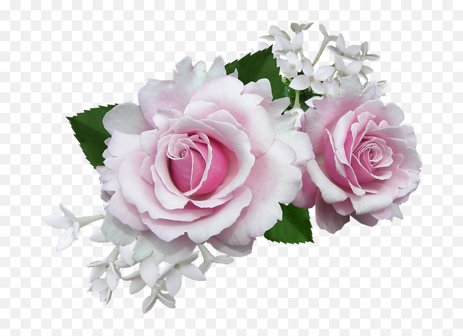 Free Photo Blooms Arrangement Pink White Flower Roses - Max Transparent Roses White Pink Emoji,White Flower Png