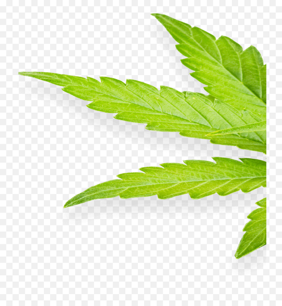Visit Our Marijuana Dispensary Today And Pick Your Own Bud - Fines Herbes Emoji,Marijuana Leaf Png