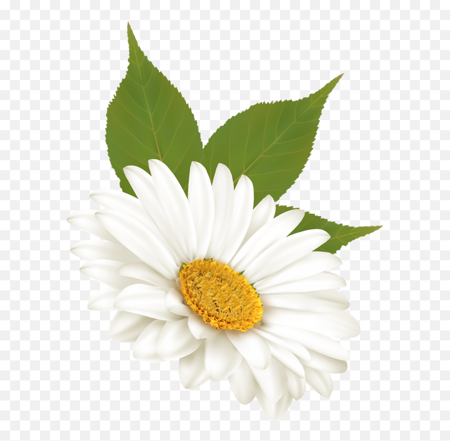 Daisy Clipart Margarita Flower Daisy - Fresh Emoji,Daisy Clipart